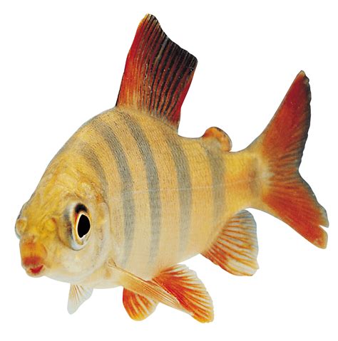 fish png|Fish Png Images .